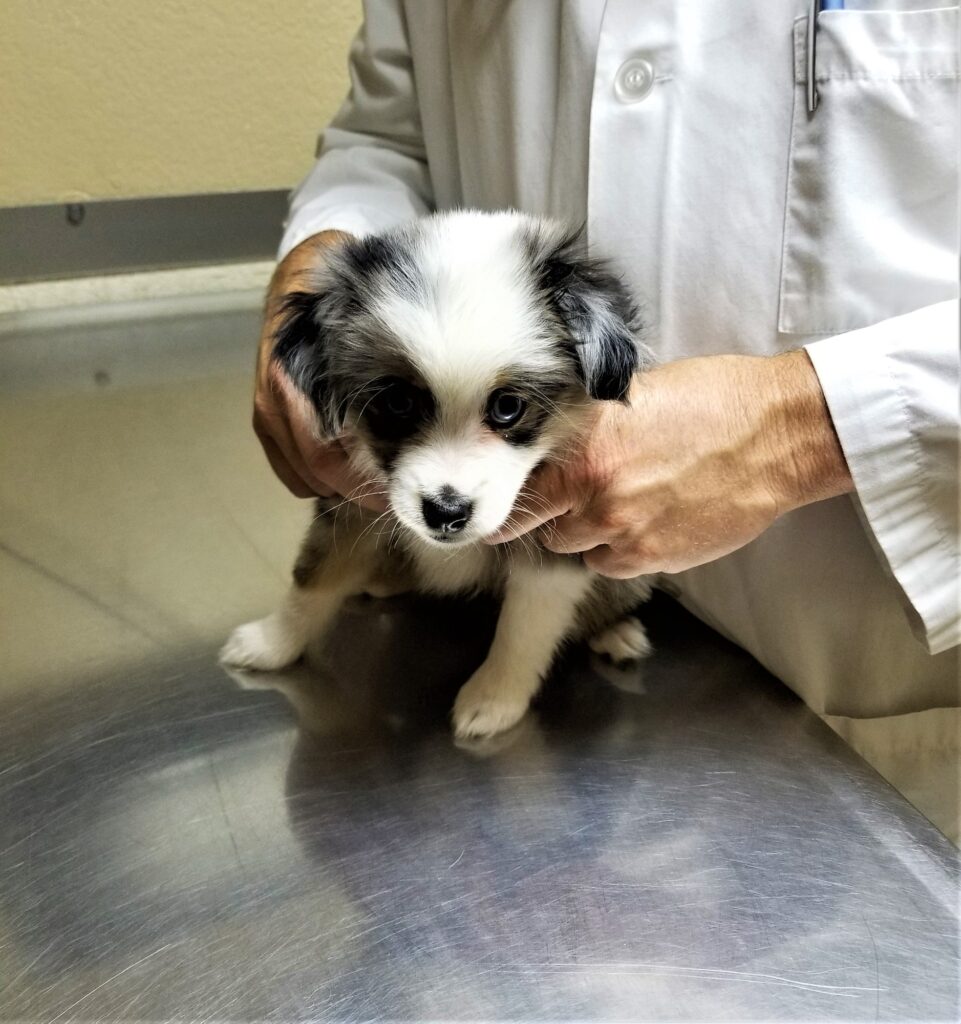 At The Vet! Animal Healthcare! NOMINATED!!
