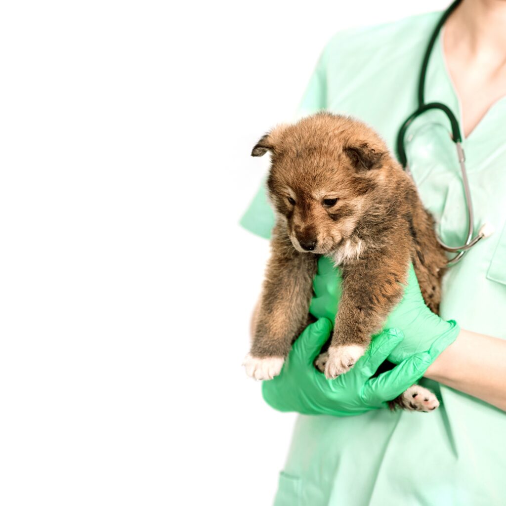 osmlotr vet pet doctor isolated on white background. puppies, dogs in the arms of the veterinarian