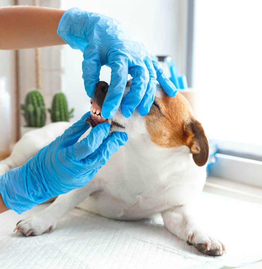 A veterinarian in blue gloves examines the teeth of a Jack Russell Terrier dog.