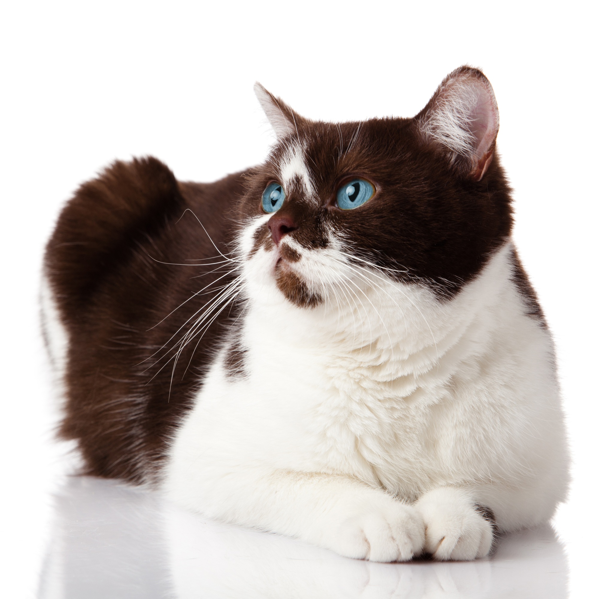 Blue eyed Cat. cat isolated on white background