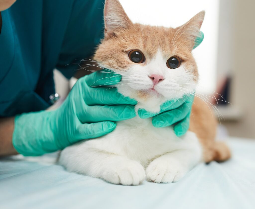 Cat in clinic