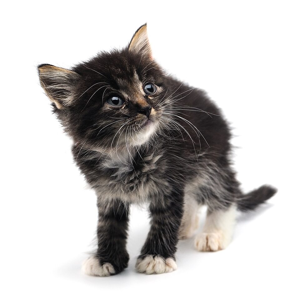 Kitten isolated on white background