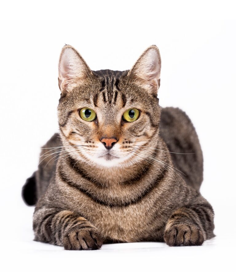 Pet animal; cute cat indoor. Cute tabby cat.