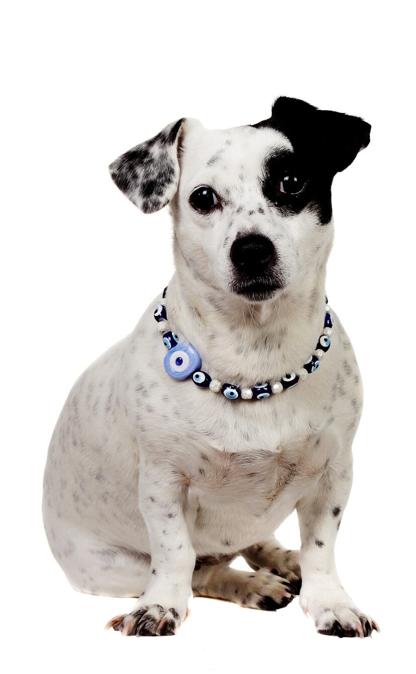 Pet animal; cute dog indoor. İsolated, white background.