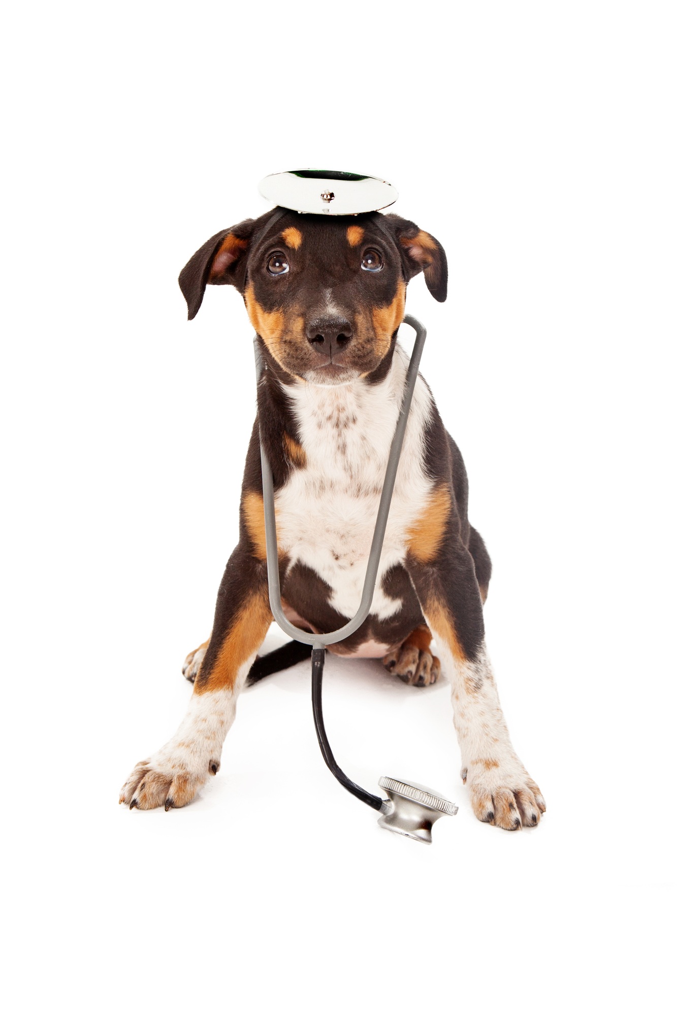 Puppy Veterinarian