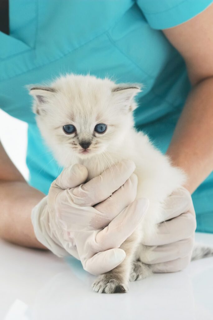 Ragdoll Kitten And Veterinarian