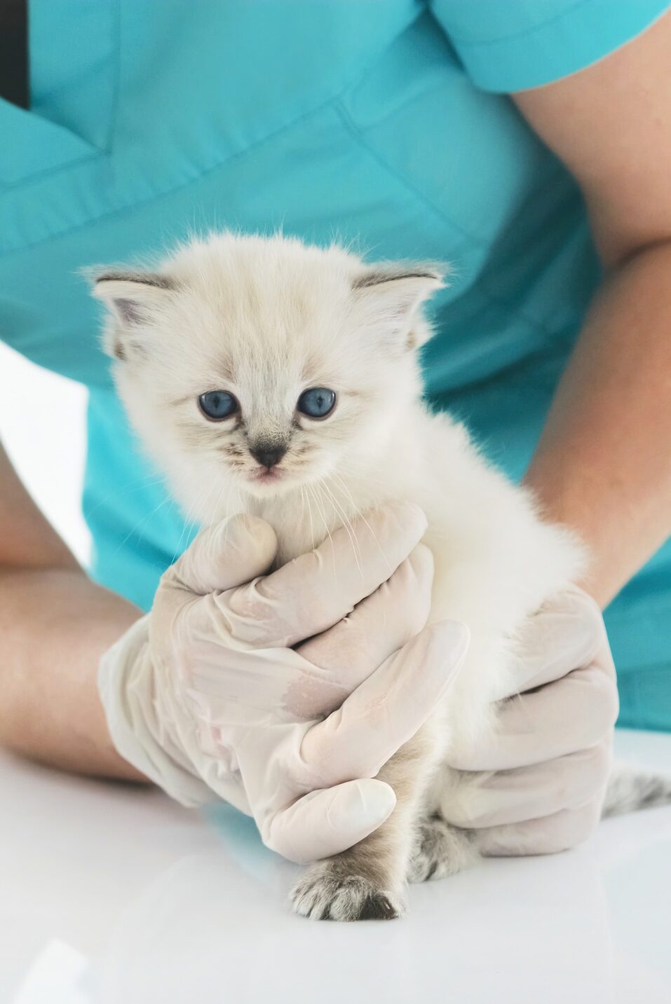 Ragdoll Kitten And Veterinarian