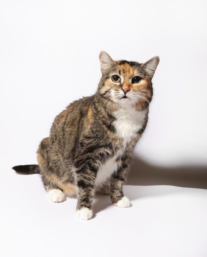 Tabby cat on the white carpet