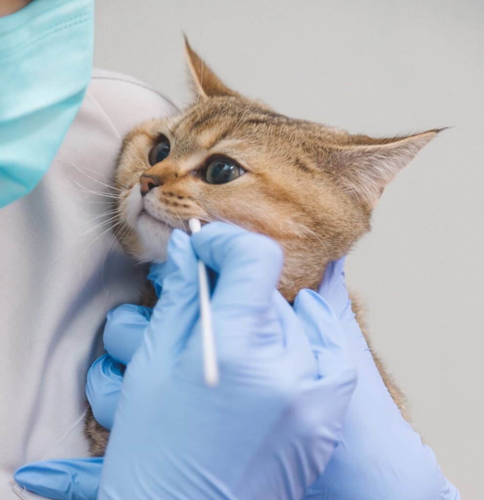The doctor takes swab from the cat's mouth for analysis. Veterinarian and pet health.