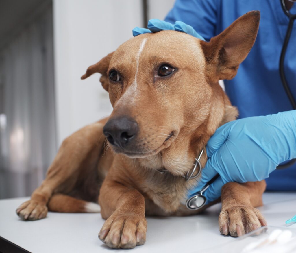 The veterinarian doctor treating, checking on dog at vet clinic
