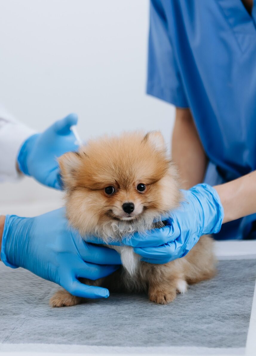 Two doctors are examining him. Veterinary medicine concept. Pomeranian in a veterinary clinic.