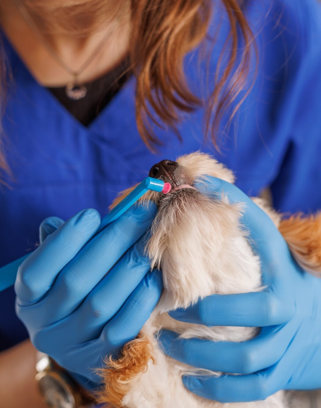 veterinarian doctor brushes the teeth of a dog with a special brush close-up