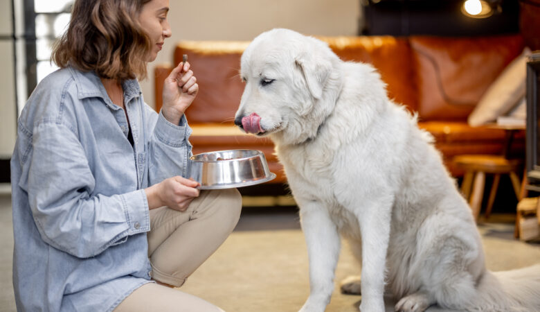Pienso mascota: Guía completa para elegir el mejor alimento