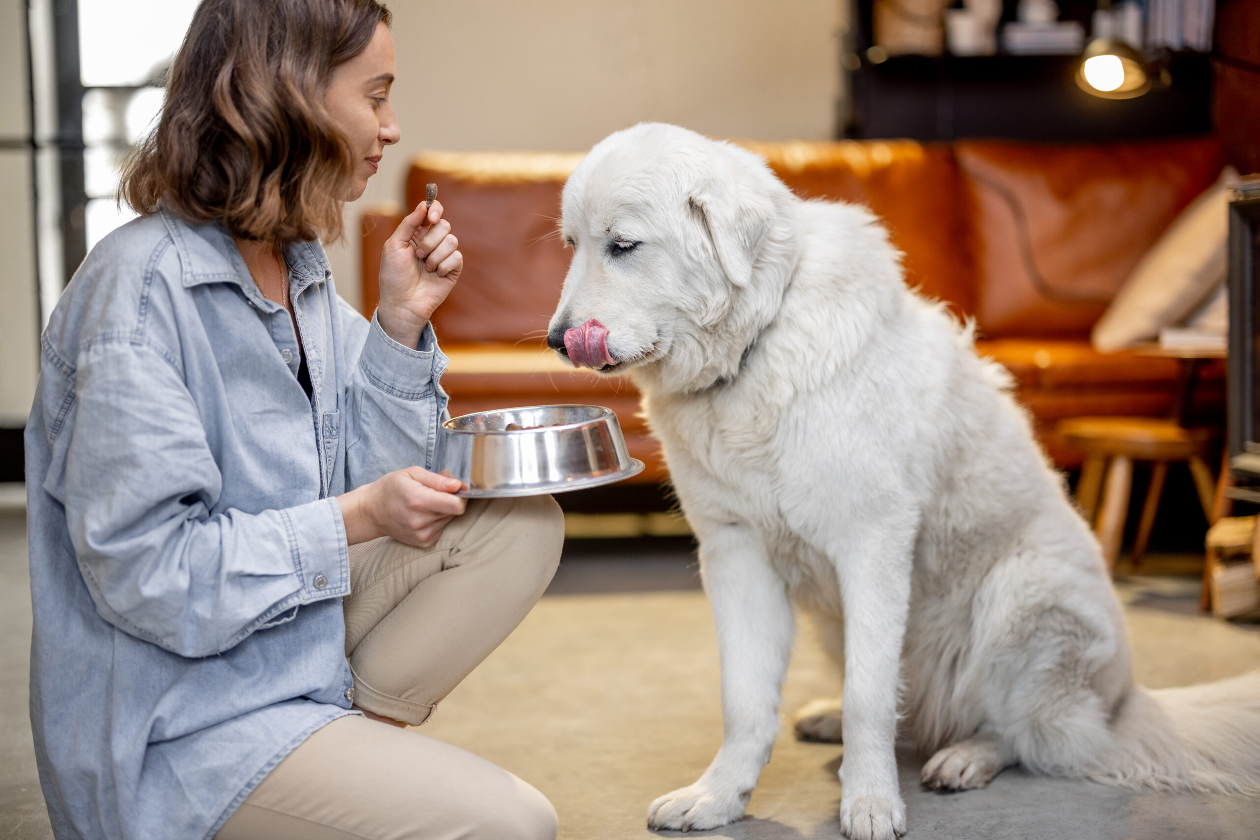 Artículo alimenta a tu mascota